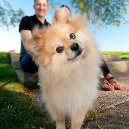 Pomeranians from Dee Dee's Pomeranians