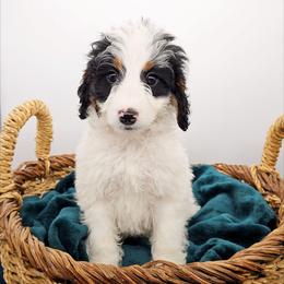 Arwen - Black and white female Bernedoodle puppy in Granton, Wisconsin from Rose River Farms