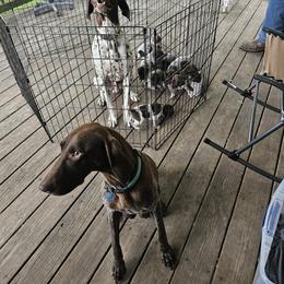 German Shorthaired Pointers from TRI Central Pointers