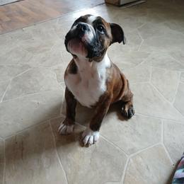 Mav - Red brindle and white male Bulldog puppy in Cannon Falls, Minnesota from Pattys Boxers and Bulldogs