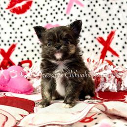 Puma - Fawn brindled black male Chihuahua puppy in Anderson, South Carolina from Lil Treasures Chihuahuas