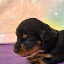 Anihya - Black and tan female Dachshund puppy in Klamath Falls, Oregon from Luvindoxys4u