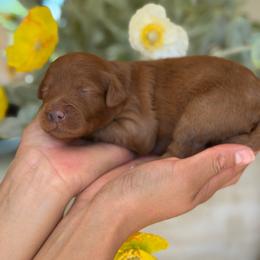 Maserati - Red  male Goldendoodle puppy in Yuciapa, California from AlltheDoodlez_