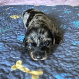 Lady Bird. - Dapple female Dachshund puppy in Wolf Lake, Indiana from Canisteo Dachshunds