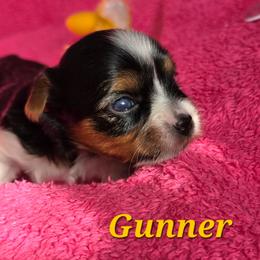Gunner - Black tan and white male Biewer Terrier puppy in Brilliant, Ohio from ORBiT Ohio River Biewer Terriers