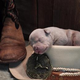 Carhart - Lilac tri-color male American Bully puppy in Orlinda, Tennessee from SimplyBullies