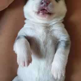 Siberian Husky Puppies from Canace Siberians