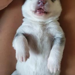 Siberian Husky Puppies from Canace Siberians