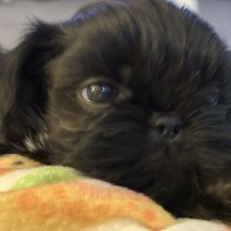 Fritz - Black Shih Tzu puppy in Ann Arbor, Michigan from LuLu’s Shih Tzu’s of Michigan