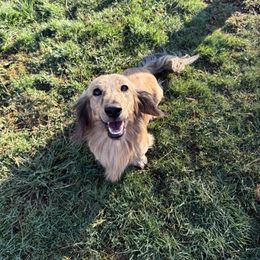 Simba - Brindle male Dachshund puppy in Grants Pass, Oregon from Redwood Dachshunds