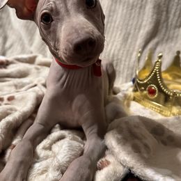 Gunner (G) - Red Boy - American Hairless Terrier puppy from Royal Flush Kennels