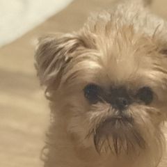 Frenchie - Brussels Griffon