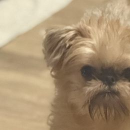 Frenchie - Brussels Griffon