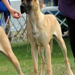 Great Danes from Weco Danes