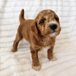 Milkyway - Apricot male Poodle puppy in Calimesa, California from Teakwoodpoodleofsocal