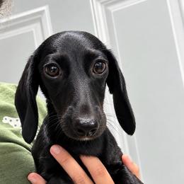 Muffin - Dachshund