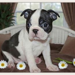 Fanta - Black and white female Boston Terrier puppy in North Central, Vermont from Windy Valley’s Bostons