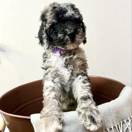 Jewel - Merle female Goldendoodle puppy in Macclenny, Florida from Davis's Doodles
