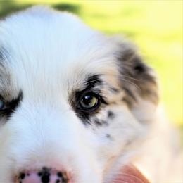 Border Collie Puppies from Team Reeves Ranch