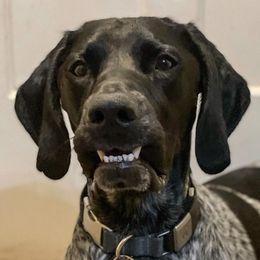 German Shorthaired Pointers from Honor Points Kennel
