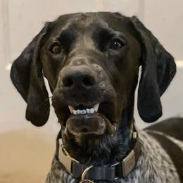 German Shorthaired Pointers from Honor Points Kennel