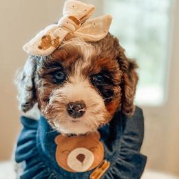 Bernedoodles, Goldendoodles, and Newfypoos from Curly Q’s Of Carlyss