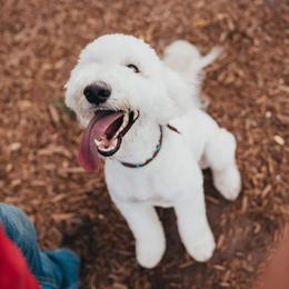 Goldendoodle and Shihpoo Puppies from Stormie's Doodles