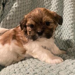 Winston - Black gold and white male Shih Tzu puppy in Lexington, North Carolina from SCS Shih Tzus