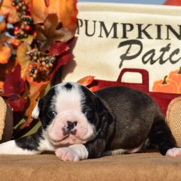 Jordan - Black brindle and white male Boston Terrier puppy in Gober, Texas from Trigger Time Kennels