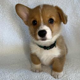 Cannoli - Red male Pembroke Welsh Corgi puppy in Ocala, Florida from Osborne Corgis