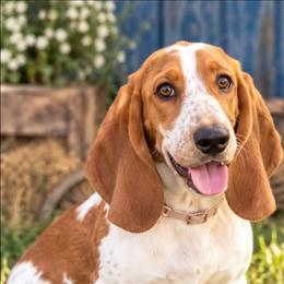 Bella - Basset Hound