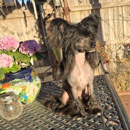 Arnold Long Star Angel - Black and white male Chinese Crested puppy in Amarillo, Texas from Victoria's Chinese Cresteds Long Star Angels