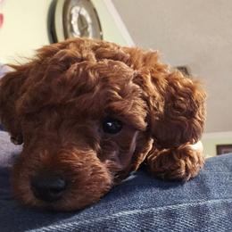 Zoey - Red  female Poodle puppy in Windom, Texas from Wild Farm Puppies