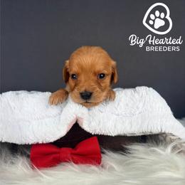 Moose - Red  male Goldendoodle puppy in Utah County, Utah from Big Hearted Breeders