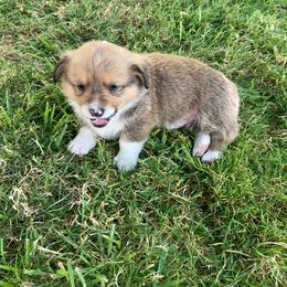 Pembroke Welsh Corgi Puppies from Red Wagon Farm