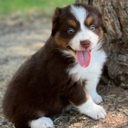 Miniature Australian Shepherds from Scissortail Kennel