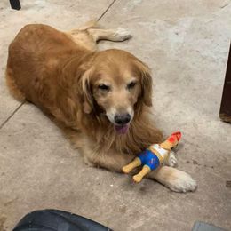 Golden Retriever All Grown Up from South Wind Kennel