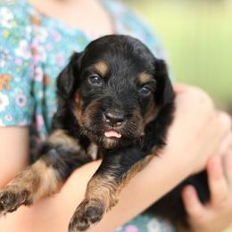 Lane - Black tri-color female Aussiedoodle puppy in Orleans, Indiana from Mae Blossom Puppies