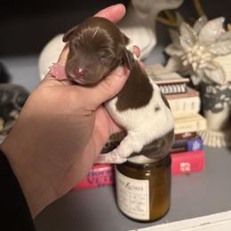 Poncho Villa - Piebald male Dachshund puppy in Deming, New Mexico from FoxieDoxies of New Mexico