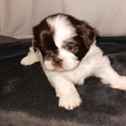Gamora - Red and white Shih Tzu puppy in Parrish, Florida from Livingston Kennels