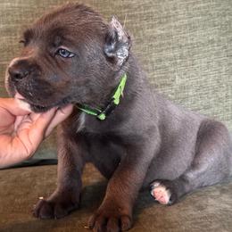 Gray 2- Green Collar - Gray male Cane Corso puppy in Compton, California from Urban League Cane Corso