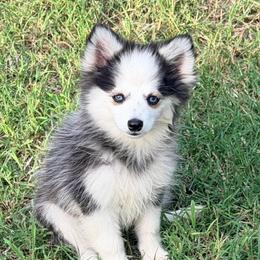 Juvie girl pup 3 - Black and white female Pomsky puppy in Enid, Oklahoma from Mile Hi Pomskies