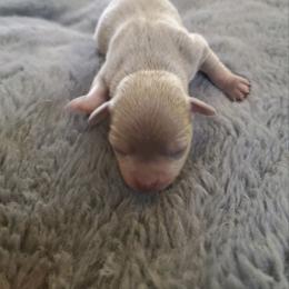 Chihuahua Puppies from Southwest Virginia Chihuahua
