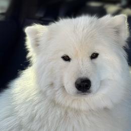 Malibu - Samoyed
