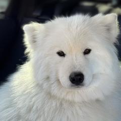 Malibu - Samoyed