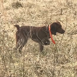 Boykin Spaniels and Brittanys from Brier Ridge Kennels & Outfitters