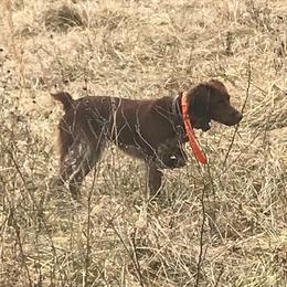 Boykin Spaniels and Brittanys from Brier Ridge Kennels & Outfitters
