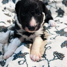 Frankincense aka Frankie - Black and white male Border Collie puppy in Keller, Texas from Bordercollieblues