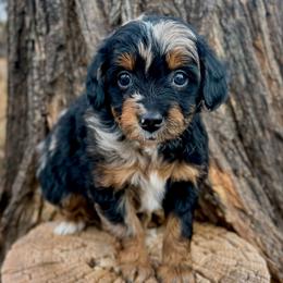 Scarpa - female Australian Mountain Doodle puppy in Randolph, Utah from Dry Canyon Pups