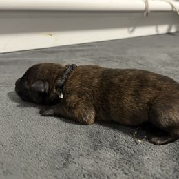 Black - Gold brindle male Dutch Shepherd puppy in Wheatland, Wyoming from Mill Iron Dutch Shepherds